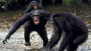 wpid-3-fighting-chimpanzees.c378a44305cd472b8fd9dd7a11e4489c-2014-12-11-21-00.jpg