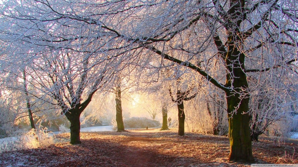 winter-tree-sun