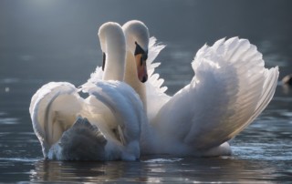 Les visages de l'amour et du désir, article de Jacques Ferber Tantra Intégral